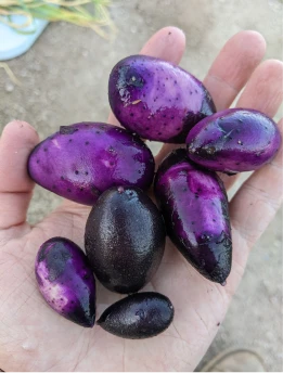 purple-organic-potatoes-vibrant-color-in-hand-above-desert-sand-gardening