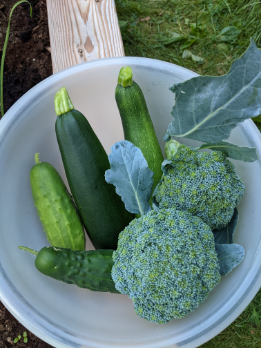broccoli and cucumbers in bowl organic green and blue