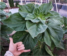 mammoth-sunflower-in-organic-garden-hand-in-front-hang-loose-gesture