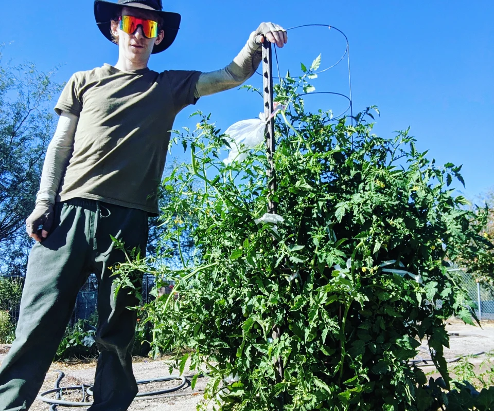 huge cherry tomato plant with guy standing next to it sunglasses